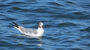 Bird in water