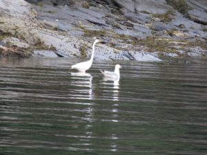 Birds playing in water
